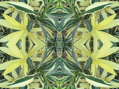 poster nature - plants
