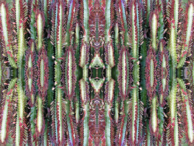 poster nature - plants