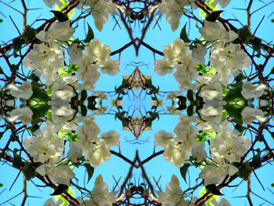 poster nature - plants