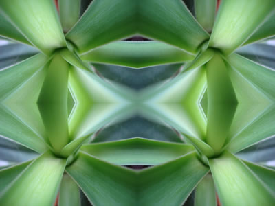 poster nature - plants
