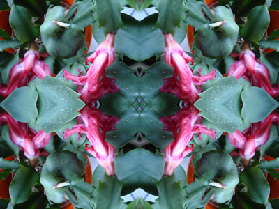 poster nature - flowers