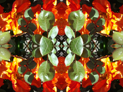 poster nature - plants