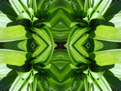 poster nature - plants