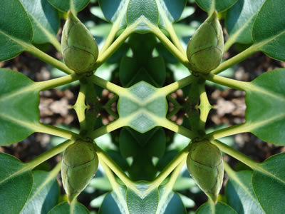 poster nature - plants