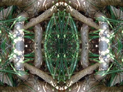 poster nature - plants