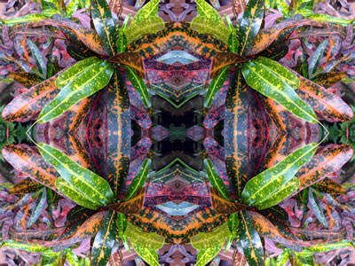 poster nature - plants