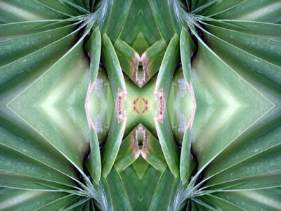 poster nature - plants