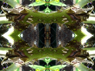 poster nature - plants