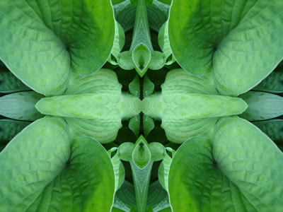 poster nature - plants