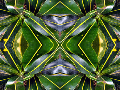 poster nature - plants