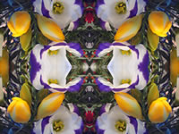 Dream Art Picture poster nature flowers picture