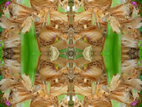 Dream Art Picture poster nature palms picture