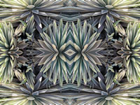 Dream Art Picture poster nature plants picture