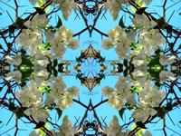 Dream Art Picture poster nature plants picture