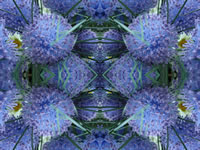 Dream Art Picture poster nature plants picture