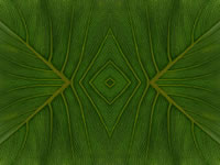 Dream Art Picture poster nature sheet picture